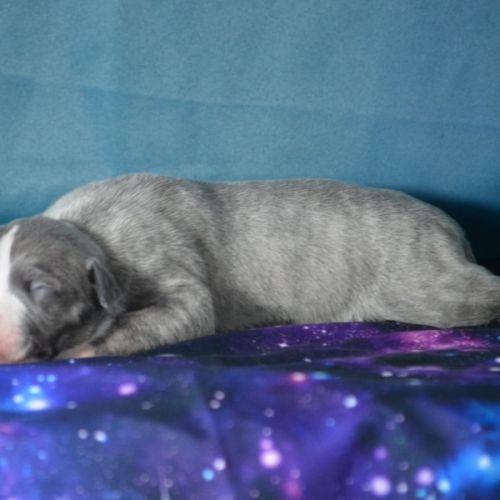 Whippet femelle #0