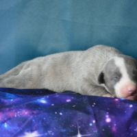 Femelle whippet à vendre