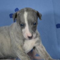 Femelle whippet à vendre #2
