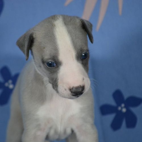 Chiot whippet femelle à vendre #2