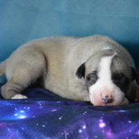 Chiot whippet femelle à vendre