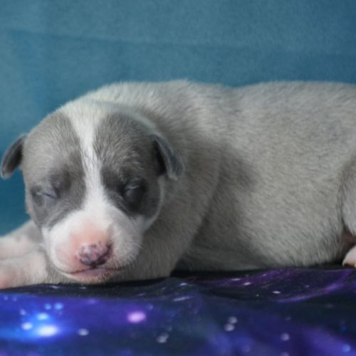 Whippet femelle à vendre #0