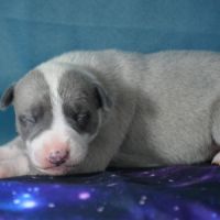 Whippet femelle à vendre