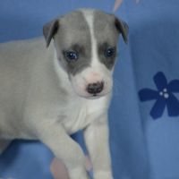 Whippet femelle à vendre #2