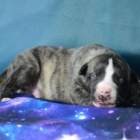 Whippet à vendre
