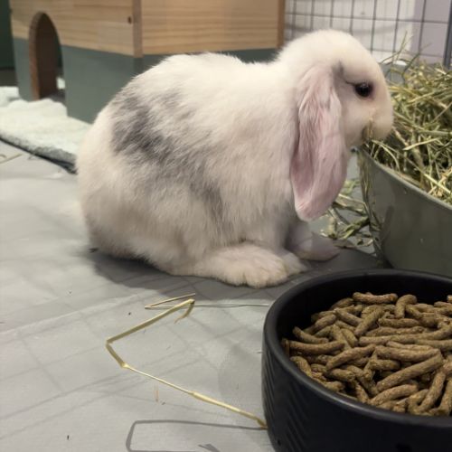 Lapine naine bélier