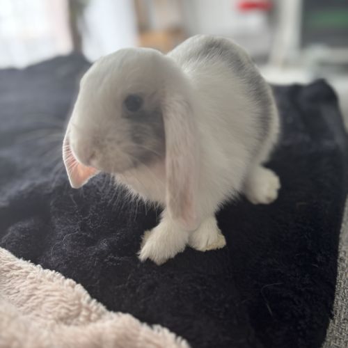 Lapine naine bélier #2