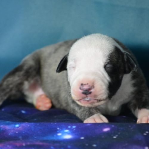 Chiot whippet a vendre #0