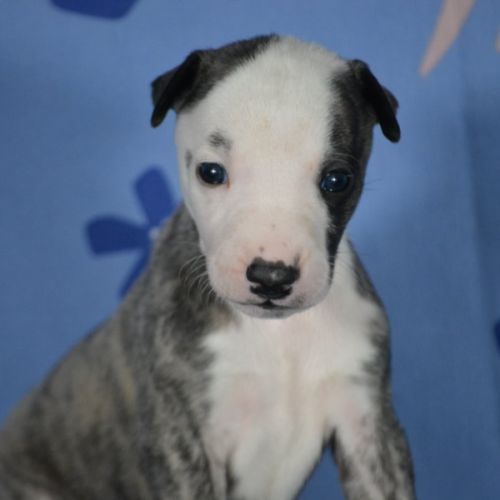 Chiot whippet a vendre #2