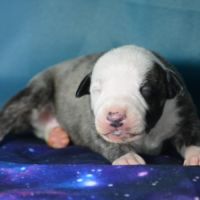 Chiot whippet a vendre