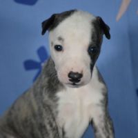 Chiot whippet a vendre #2