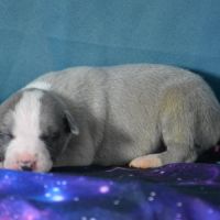 Whippet male a vendre