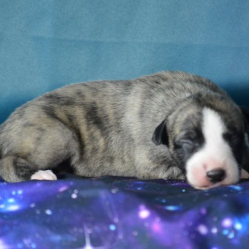 Whippet (a vendre)