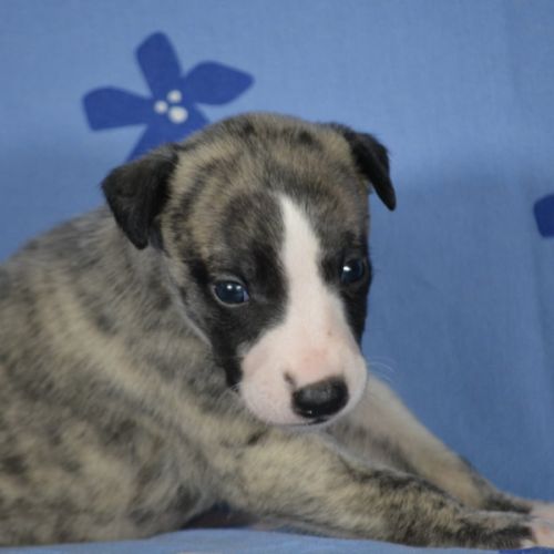 Whippet (a vendre) #3