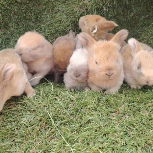 Plusieurs race de lapin dispo #1
