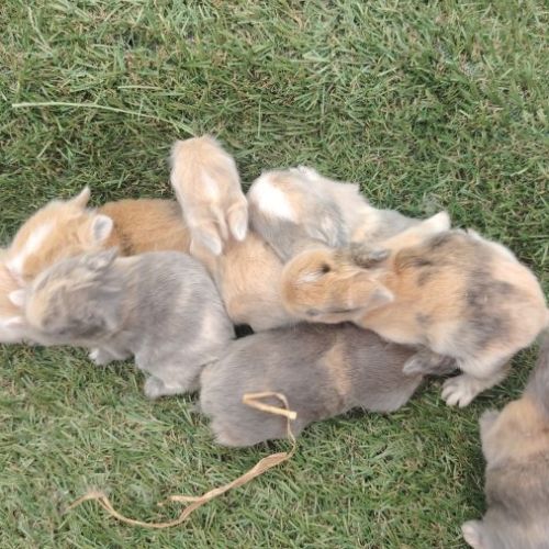 Plusieurs race de lapin dispo #2