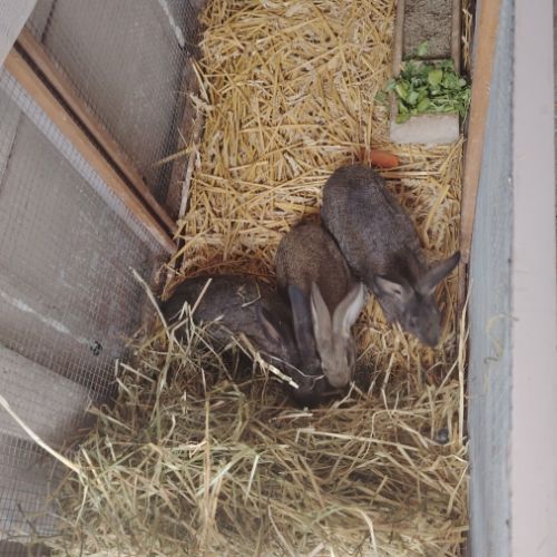 Plusieurs race de lapin dispo #3
