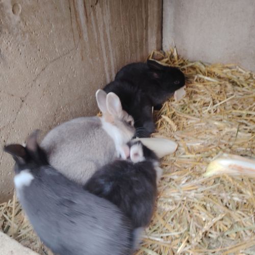 Plusieurs race de lapin dispo #4