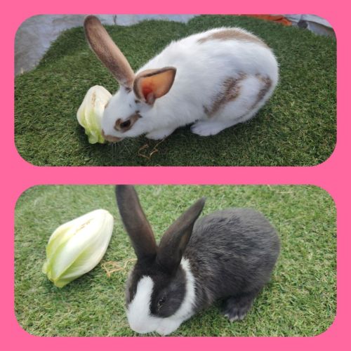 Plusieurs race de lapin dispo #5