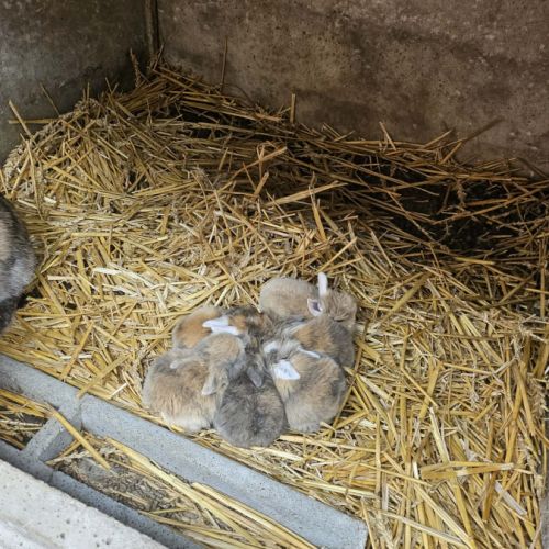 Plusieurs race de lapin dispo #0