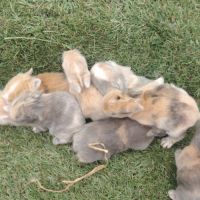 Plusieurs race de lapin dispo #2