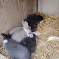 Plusieurs race de lapin dispo #4
