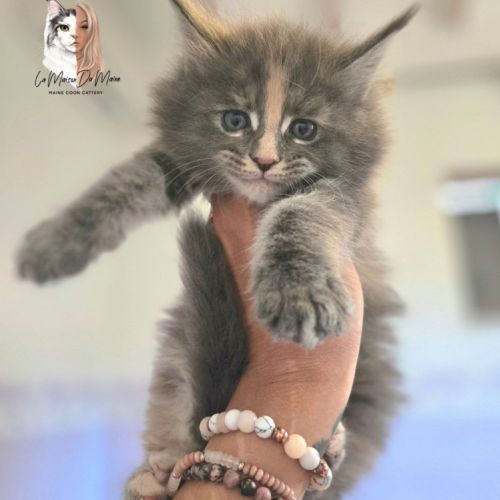 Chatons maine coon loof #1