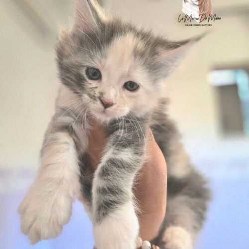 Chatons maine coon loof #2