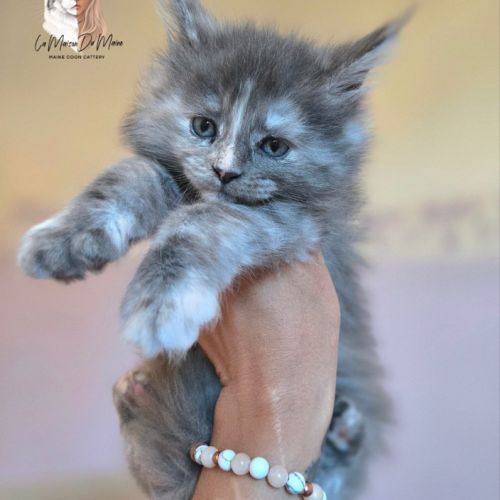 Chatons maine coon loof #0