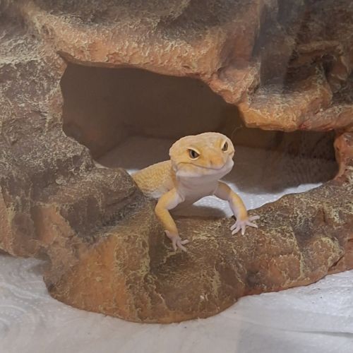 Gecko leopard #1