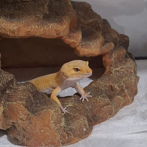 Gecko leopard #2