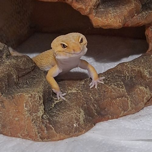 Gecko leopard #3