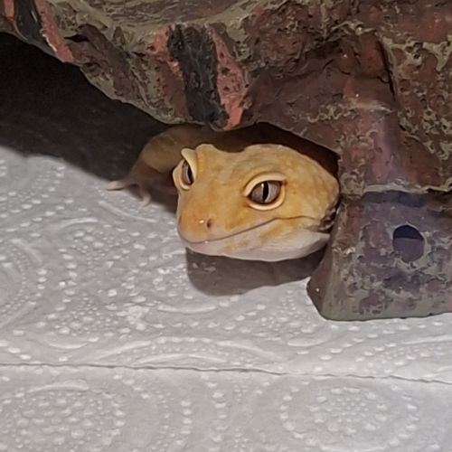 Gecko leopard #0