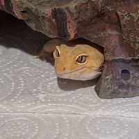 Gecko leopard