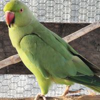 Jeune perruche à collier mâle #2