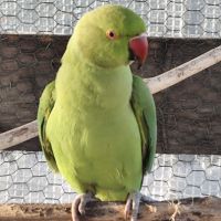 Jeune perruche à collier mâle