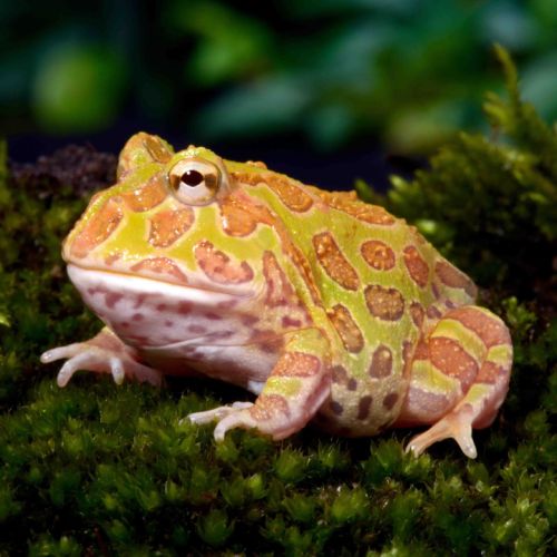 Ceratophrys cranwelli #0