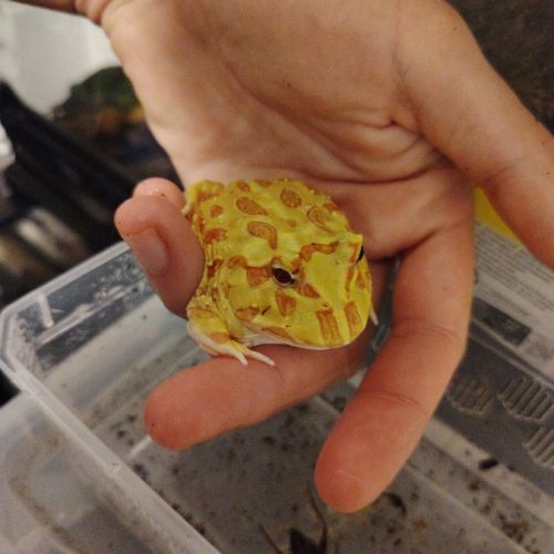 Ceratophrys cranwelli #2