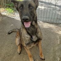 Chien bledine à l adoption