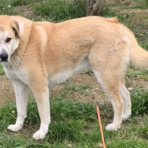 Chien chaussette à l adoption #0