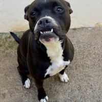 Chien bidou à l adoption