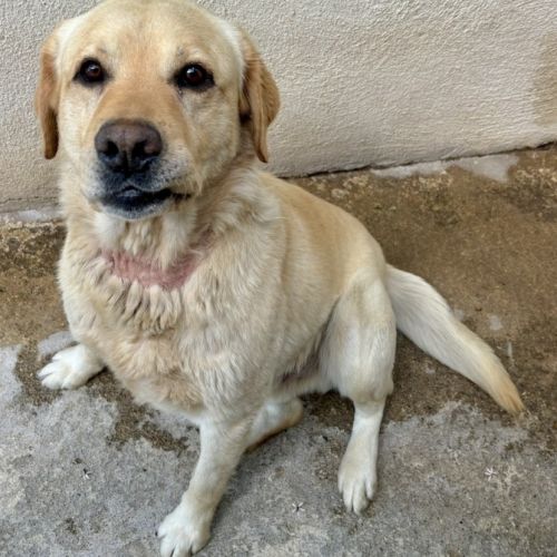 Chien bananier à l adoption #0