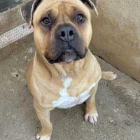 Chien bobino à l adoption