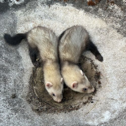 Furets mâles #1