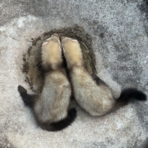 Furets mâles #2