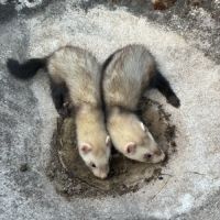 Furets mâles #1