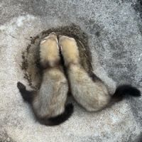 Furets mâles #2