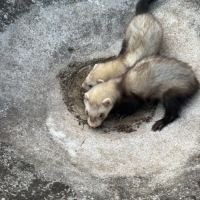 Furets mâles