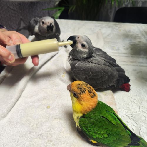 Caique élevé à la main #1
