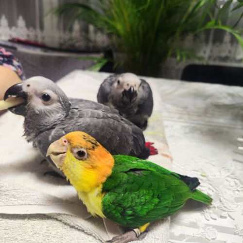 Caique élevé à la main #2